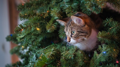 Wat te doen met je overgebleven kerstboom