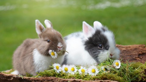 Wat doe je als je onverwacht een nestje konijnen hebt?