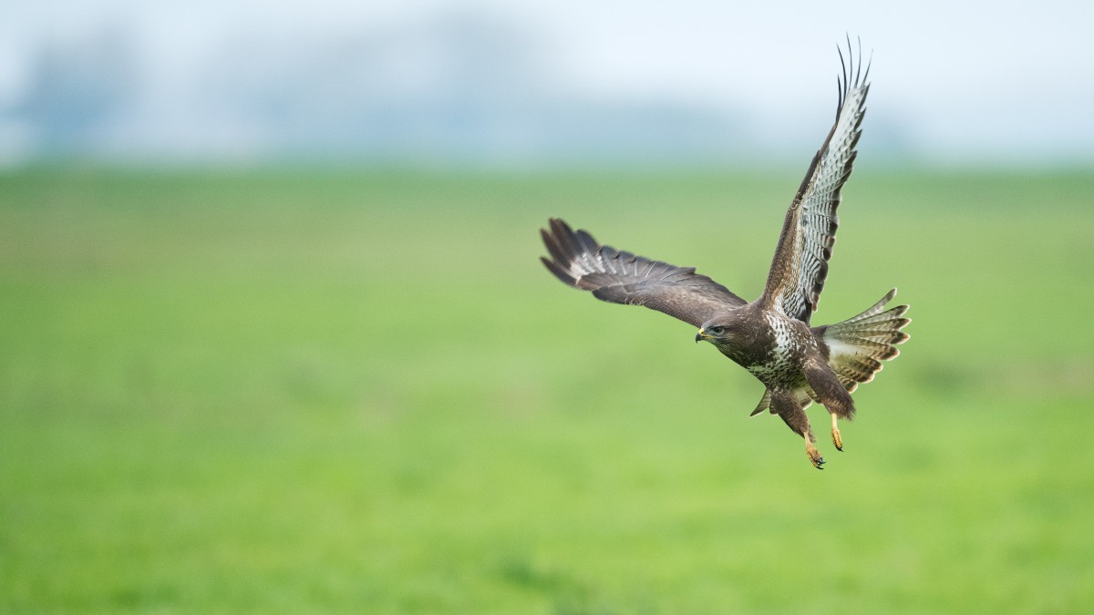 Vogelgriep in Zeewolde