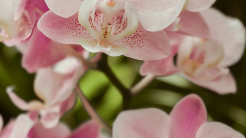 Zeldzame orchidee gevonden in park