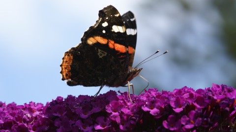 Meer dan 100.000 vlinders gezien tijdens Nationale Tuinvlindertelling