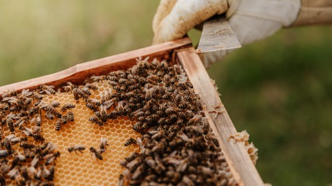 Help de bij en zorg voor een bijenvriendelijk tuin