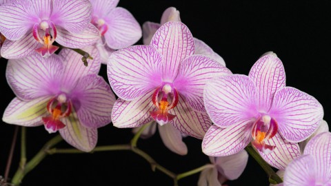 Plant van de maand: De Orchidee