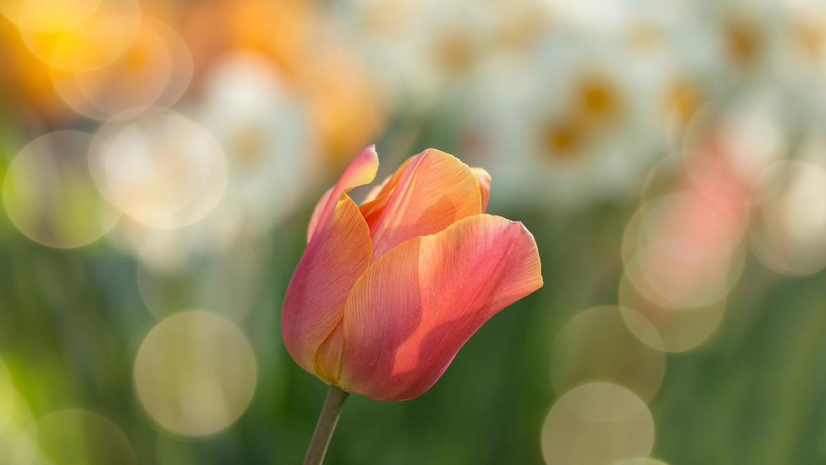 Tulpenroutes geopend, maar nog weinig bloeiende velden