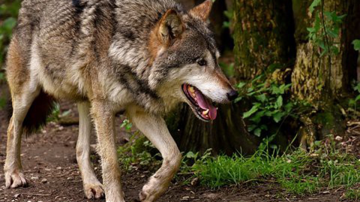 Lammetje gedood door hond in plaats van wolf