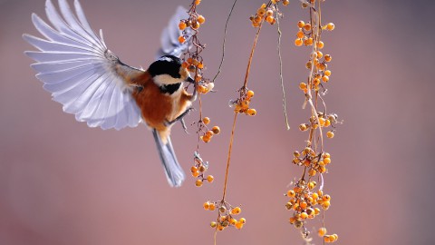 Kakofonie van vogelgezang in de natuur: 