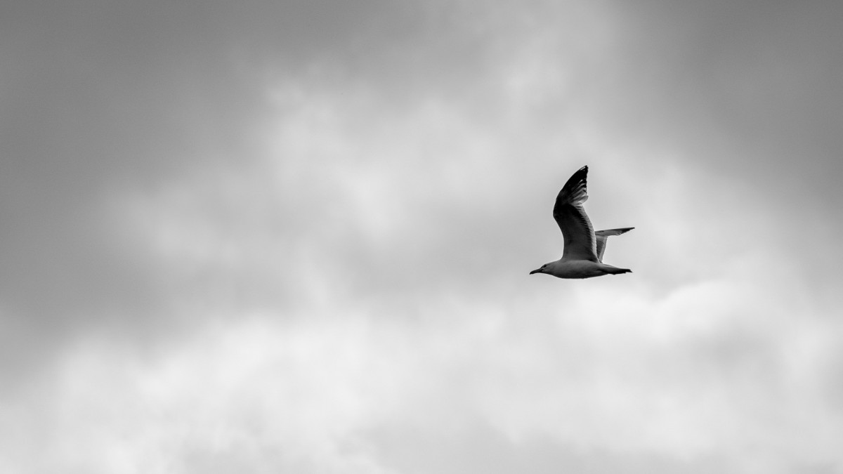 Regen bemoeilijkt jaarlijkse trekvogeltelling