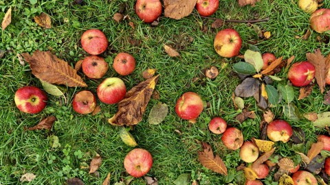 Nieuwe boerenprotestactie: gratis appels