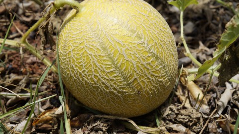 Meloen zou deze zomer je schoonheidsfruit moeten zijn