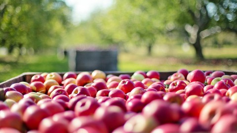 Haal je verse appels bij fruitteler de Appelhof in Zeewolde