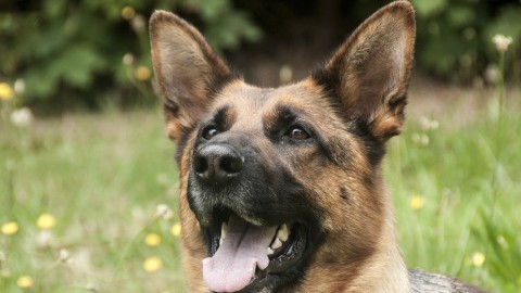 'Training politiehonden voldeed aan regels'