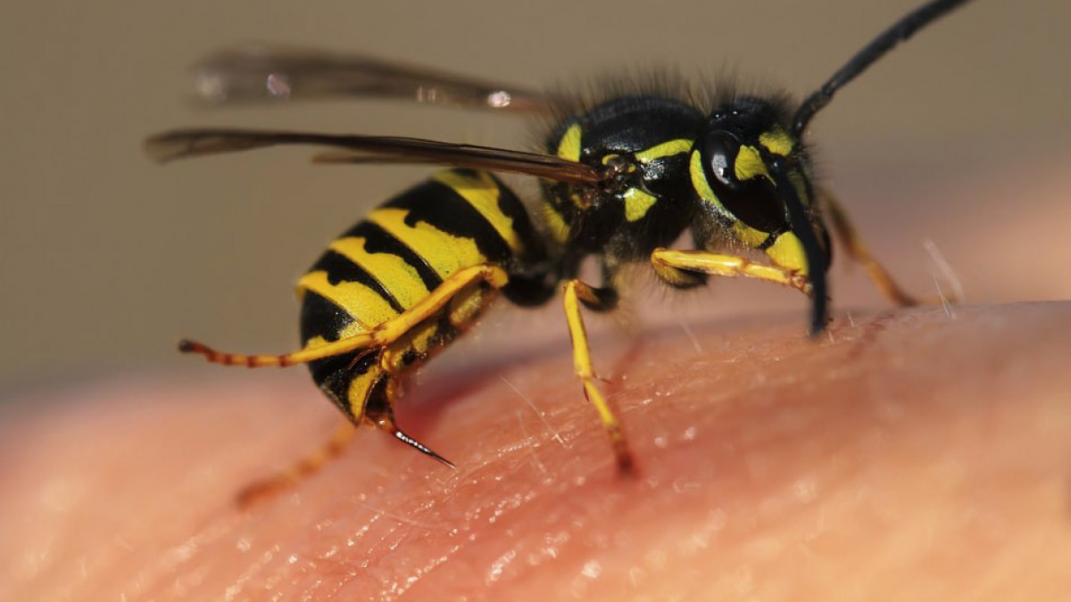 Drone dropt insecten om ongedierte te bestrijden