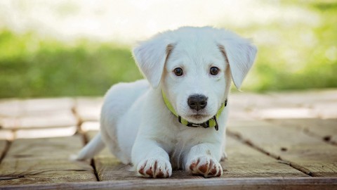 Gemeente strijdt tegen hondenpoep: 'aanlijnplicht is opruimplicht'