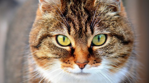Dierenambulance zet beelden kattendumper online