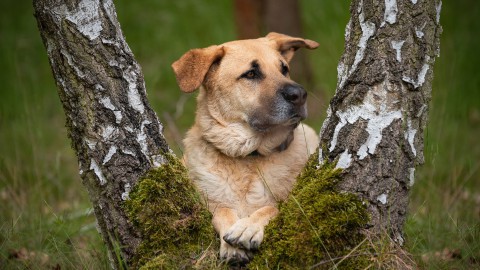 Veilig met je hond in het bos