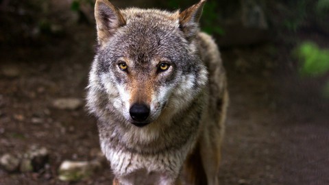 Effectieve afrastering weert Veluwse wolf