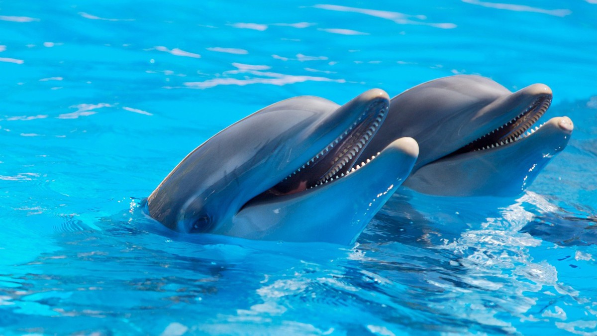 Dolfinarium Harderwijk organiseert een nieuwe dolfijnenvoorstelling Oceanica.